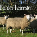 Border Leicester
