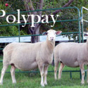 Polypay