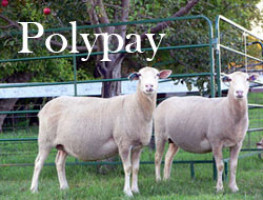 Polypay