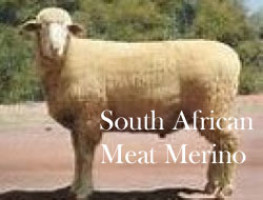 South African Meat Merino-SAMM