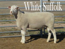 White Suffolk